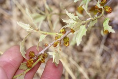 Quercus havardii, photograph (c) Michelle W. （鍾偉瑋）, some rights reserved (CC BY)