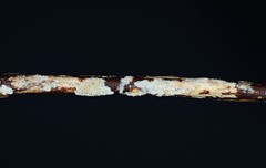 Cabalodontia queletii