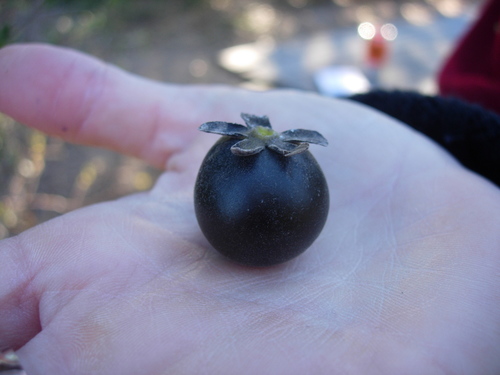Texas Persimmon