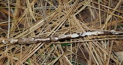 Cabalodontia queletii