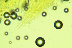 Cabalodontia queletii