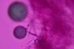 Cabalodontia queletii