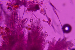 Cabalodontia queletii