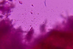 Cabalodontia queletii