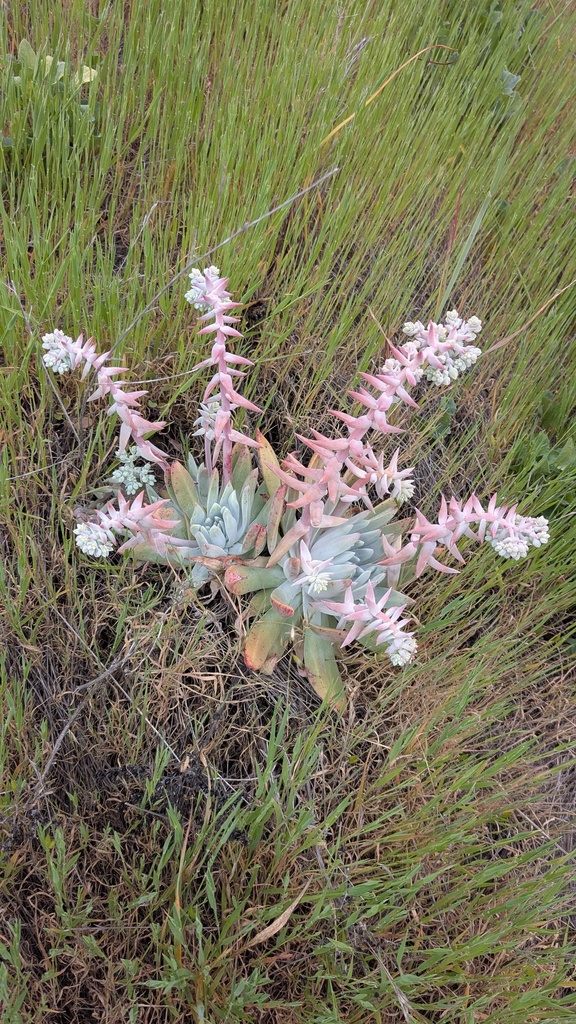 Dudleya greenei × candelabrum