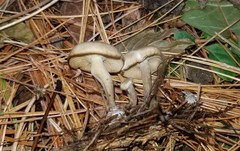 Clitocybe coniferophila
