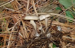 Clitocybe coniferophila