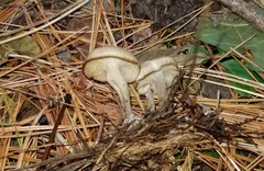 Clitocybe coniferophila