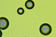 Clitocybe coniferophila