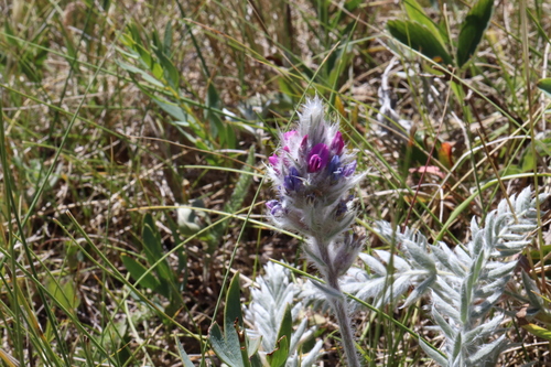 Showy Locoweed (Oxytropis splendens)