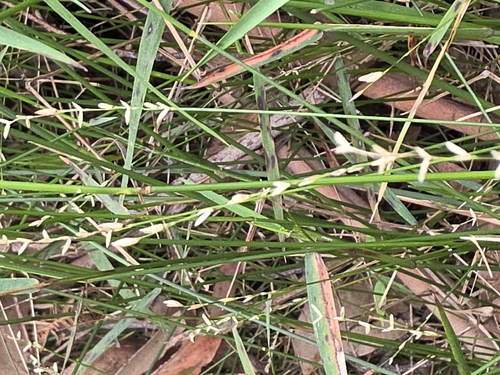 Forest Wire-grass (Tetrarrhena juncea)