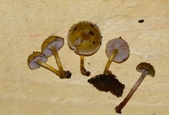 Chromosera