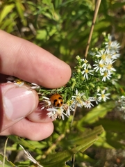 Hippodamia glacialis
