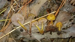 Chromosera