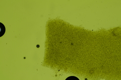 Chromosera