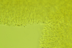 Chromosera