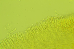 Chromosera