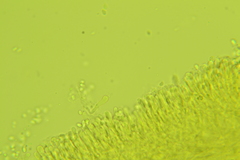 Chromosera