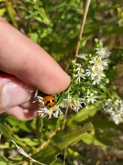 Hippodamia glacialis