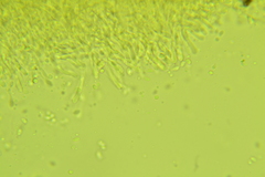 Chromosera