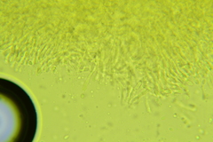 Chromosera