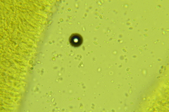 Chromosera