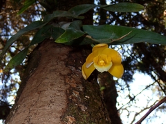 Prosthechea citrina
