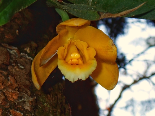 Prosthechea citrina, photograph 1