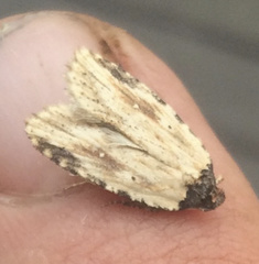 Agonopterix atrodorsella