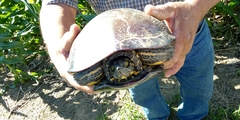 Trachemys venusta venusta