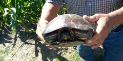Trachemys venusta venusta