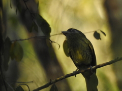 Rhynchocyclus brevirostris