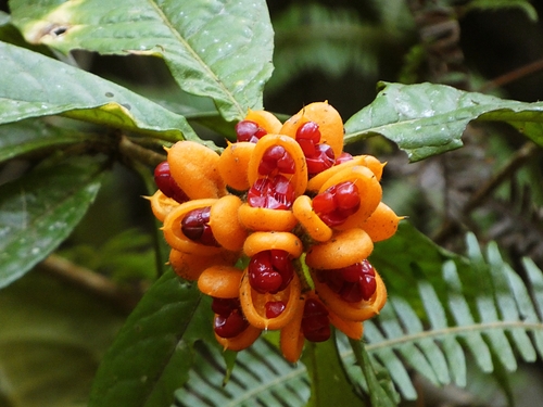 Hairy Red Pittosporum (Pittosporum rubiginosum)