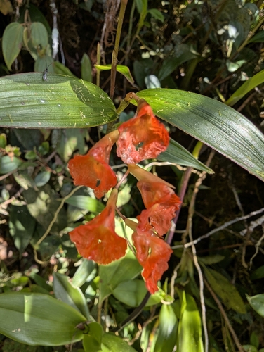 Elleanthus ampliflorus Schltr. 3