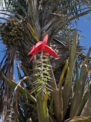 Billbergia porteana, photograph (c) Fabricio Carvalho da Silva, some rights reserved (CC BY)