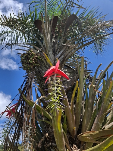 Billbergia porteana, photograph 5