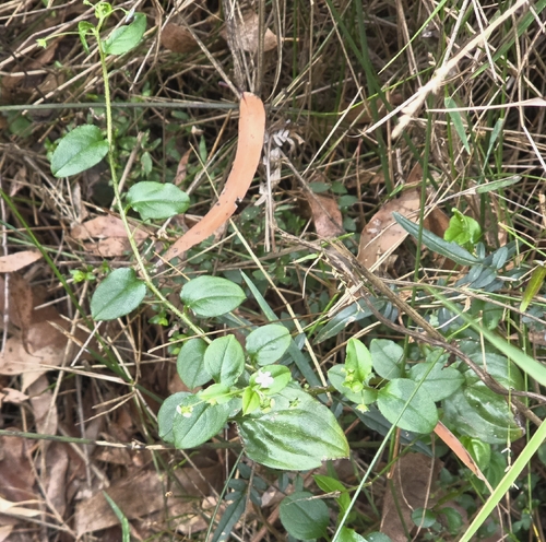 Forest Hound’s-tongue (Hackelia latifolia)