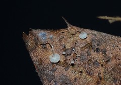 Mycena mucor