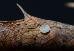 Mycena mucor