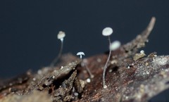 Mycena mucor