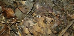 Mycena mucor
