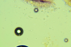 Mycena mucor