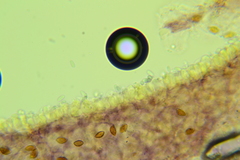 Mycena mucor