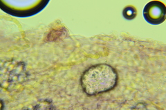 Mycena mucor