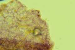 Mycena mucor