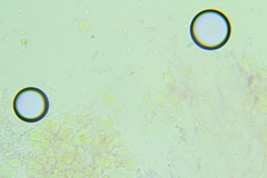 Mycena mucor
