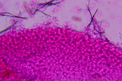 Mycena mucor