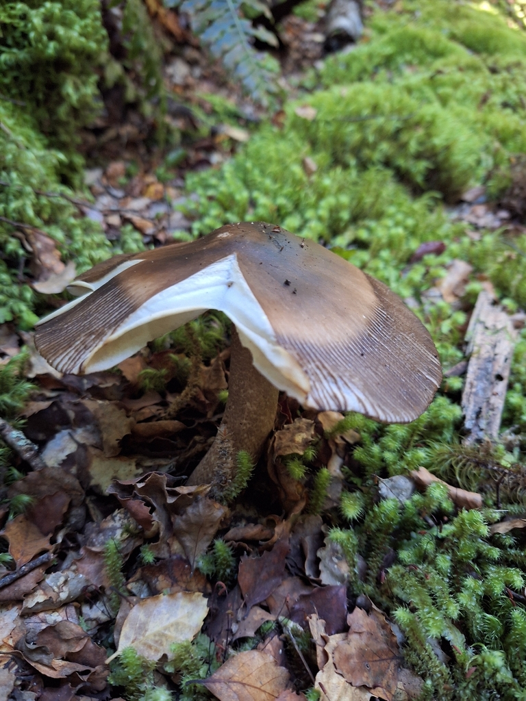 Amanita pekeoides · March 2026 · photo: © heidimeudt (iNaturalist, cc-by)