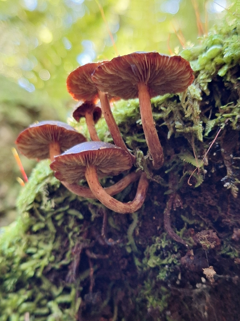 Hypholoma brunneum · March 2026 · photo: © heidimeudt (iNaturalist, cc-by)