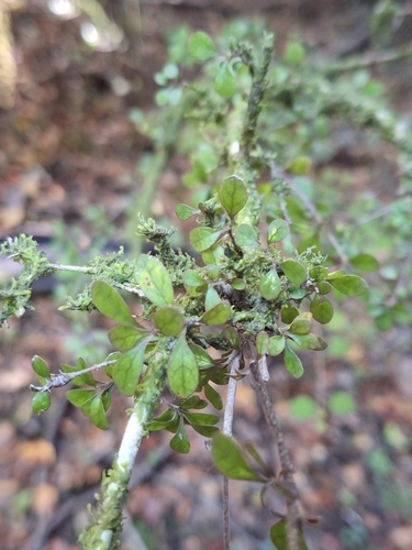 Coprosma pedicellata